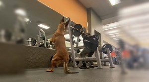 This Dog Does Squats With His Owner