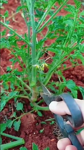 Tomato Pruning: Removing Suckers and Low Foliage for Healthy Growth! 🌿✂️ #farmoratv #nature #asmr