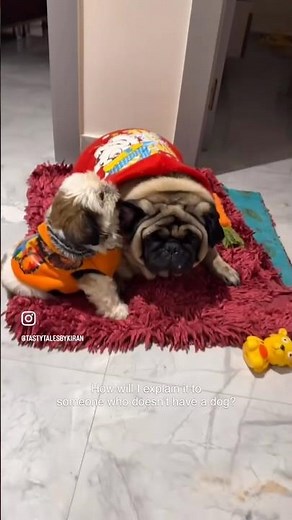 How Life Changes When You Have a Dog 🐾 | Shih Tzu Love