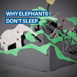 Scientists tracked elephants with Fitbits. They learned that elephants barely sleep at all, yet still reap all the benefits of a full night's rest. | Quartz