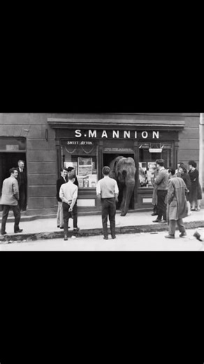 48K views · 214 reactions | The story of Cindy the elephant in...