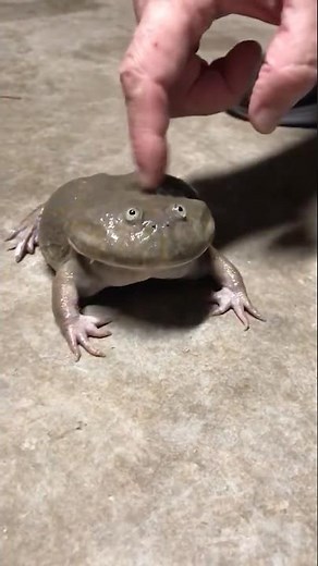 Screaming Budgett's Frog #frog #comedy