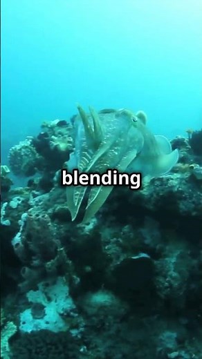 Meet Sepiola atlantica: The Tiny Cuttlefish