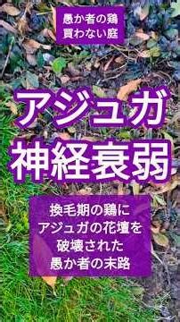 【愚か者の鶏】アジュガ神経衰弱 #換毛期 #鶏のいる暮らし #アジュガ #株分け #ニュージーランドの庭