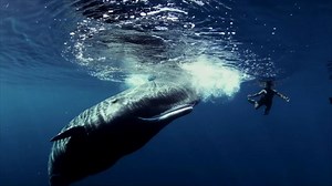 703K views · 1K reactions | There's something in our seas threatening Earth's most majestic creatures. | Discovery Impact | Facebook