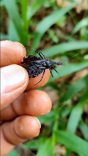 I found SUPER EXOTIC but poisonous insects (KISSING BUG)🪲🐝🐞🐛 #anyuniqueanimals #insects #fypシ゚viral