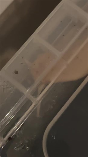 Booey is booeying #bababooey #snail #snailsoftiktok