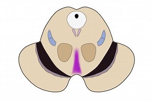 2-Minute Neuroscience: Ventral Tegmental Area