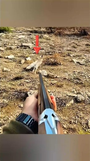Perfect Shot! Wild Rabbit Hunting Like a Pro 🎯🐇 #hunting #кролик #huntingwear #hunthowdown #rabbit