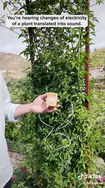 Experience the Healing Power of Plant Music with PlantWave