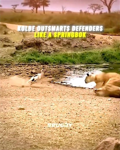 Kolbe Outsmarts Defenders Like a Springbok 🥶🔥 #rugby #edit #viralvideo #cheslinkolbe #springboks