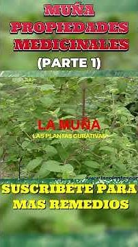 Muña Properties and Benefits ✮ Muña Medicinal Properties - Part 1