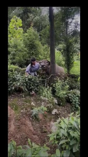 12K views · 1.2K reactions | Natural Life on Reels | Facebook