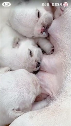 This image captures a tender moment of newborn French Bulldog puppies nursing from theci#shortvideo