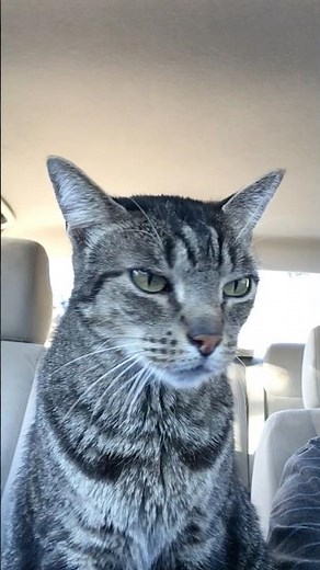 Zephyr is enjoying chilling in the car. #cats #cat #catvideos