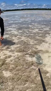 GIANT MUDCRAB! Barehanded Catch | Strick & Fran