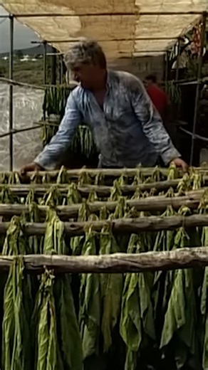 38K views · 567 reactions | The process of drying tobacco leaves takes 2 months long #reels #drying #harvesting #rural | Eugenio Monesma Documentaries | Facebook