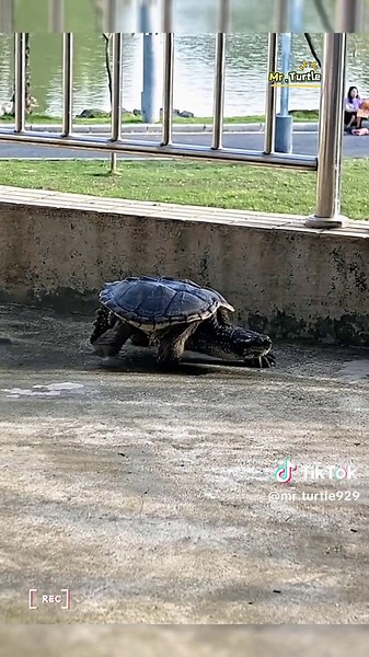 Mr. Turtle on TikTok