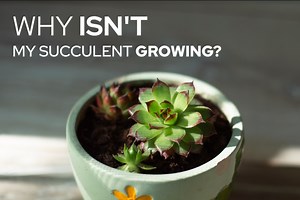 Why Isn’t my Succulent Growing? Troubleshooting Tips