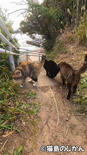 🏝猫島のじかん😻 Cats Island Time in Japan on Instagram: "フェリーに乗り遅れそうになる原因 #cat #gato #बिल्ली #猫 #chat"