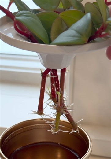 Growing Plant Babies with Root Drops: A Guide