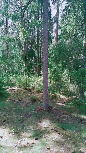 I #remake one of my favorite videos... 🐨😂 #foryou #koala #justforfun #finlnad #meme