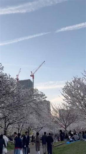 Cherry Blossom In Last Time Ogimachi Park Osaka #shorts #japan #trending #travel #foryou #flowers