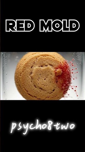 Cookie Devoured by Red Mold | Realistic Timelapse #Mold #Science #Cookie