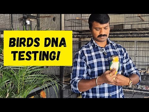 DNA Testing Birds: The Best Way to Determine Gender! | HMS Aviary