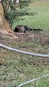 We responded to an emergency call about a feral cat in distress, last night. We are told he was in much worse shape before we arrived (running in circles and biting at his butt and tail... acting very disoriented). We could HEAR him crying out, over the line, when we were talking to the caretaker. He was COMPLETELY normal just an hour before and had been hanging out under a nonservicable truck. He was posted up by a myrtle tree when we arrived. We took a video to document symptoms incase we did 