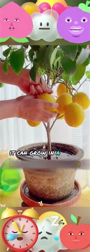 Grow meyer dwarf lemon trees with fragrant seeds for bees & butterflies