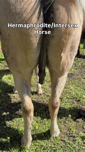 You don't see this every day! Sparky has a super rare congenital disorder that means he was born with both female and male secondary sex characteristics. He has a penis, an udder, and had testicles internally where a mare would have their ovaries. Just amazing! Sparky's owner uses He/Him pronouns for him! #equinevet #equestrian #veterinarian #vetstudent #horsepeople