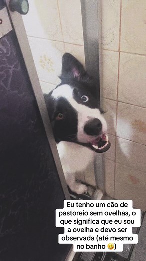 Nao tenho mais privacidade 😅 #bordercollie #dog #cachorro #pet #border #humortiktok #Biscoitocut