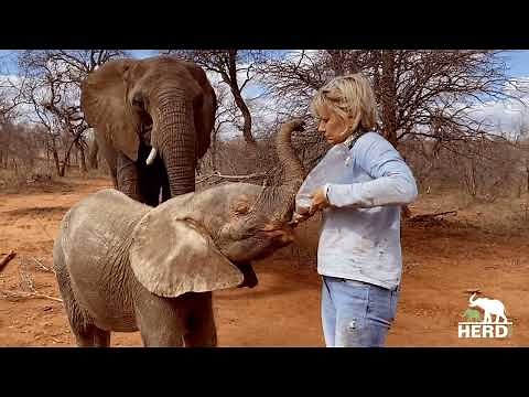 A Milk Bottle Journey with young elephant calf, Khanyisa