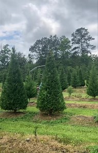 1.6M views · 5.8K reactions | Trimming trees! | Yawn Station Christmas Tree Farm | Facebook