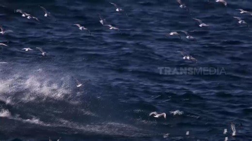 PENAKLUK MARLIN LAUT LAMPUNG | SECRET STORY #SecretStory #SecretStoryTrans7 #TRANS7 | TRANS7