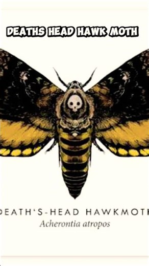 The deaths head hawk-moth what is it? #leafless #insects #popular #bug #hawkmoth #deathsheadhawkmoth