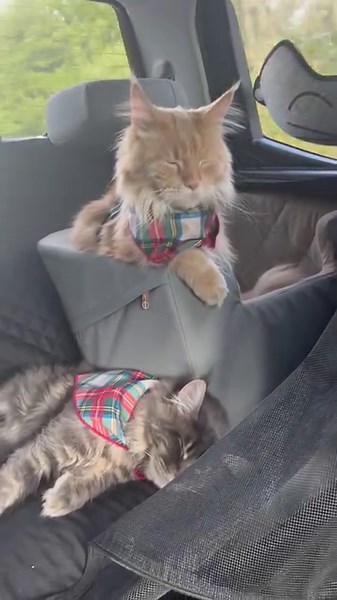 Holiday Road to Grandma’s!! It’s Christmas Eve & that means Santa Paws comes tomorrow. 🐾🌲 | Fisher The Maine Coon