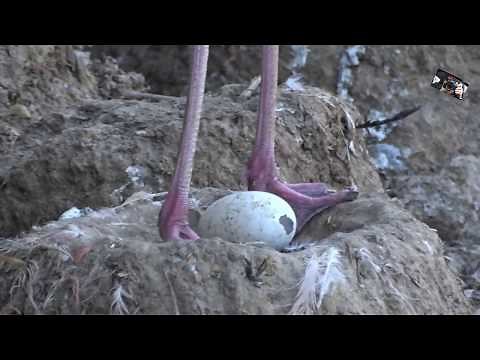 Le Bébé Flamant Rose - Parc des Oiseaux - Villars les Dombes (Ain) France