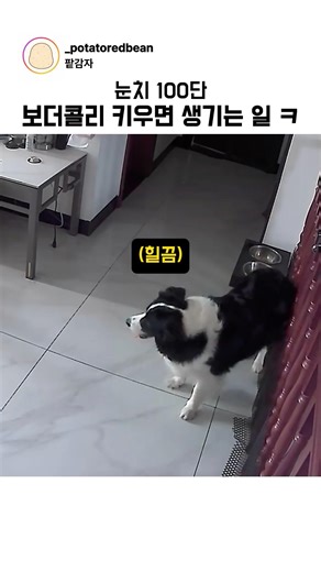 Things that happen when you raise a Border Collie with lightning-fast wits lol