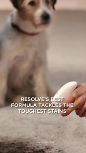 351 reactions | Pet messes happen, and when they do, respond with the #1 pet mess cleaner. Try Resolve today. | Resolve | Facebook