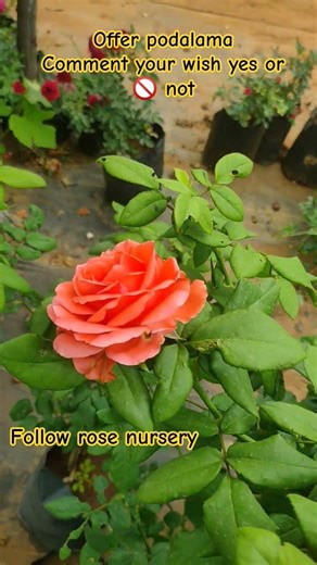 உகாதி ஆஃபர் போடலாமா உங்களுடைய விருப்பத்தை கமெண்ட் செய்யவும்#reels#tamil#ஆஃபர்#short#best#new#trendy