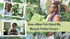 How a Moss Pole Helped My Manjula Pothos Recover