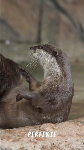 🦦 Eurasischer Fischotter geschickter Jäger der Gewässer 💦