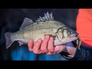Catch and Cook White Perch Sliders | Living off the Land & Sea #8