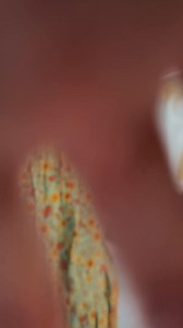 This dress got restocked!! Its so pretty, very boho , you can regulate the waist. Details in comment section ⬇️ #bohodress #longdress #Maxidress #springdress #springoutfit #springoutfitideas | Blonde Beach Vibes