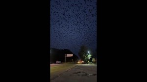 China: Flock of Crows Creates Eerie Movie-Like Scene in Zhangjiakou