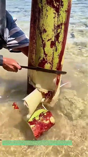 Extraction spectaculaire : Comment un tronc de bananier révèle une pieuvre cachée ?