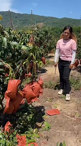 La cálidad de los mangos de tía ling | Luis Suero