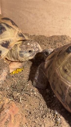 The Endearing World of Tortoises: A Love Story